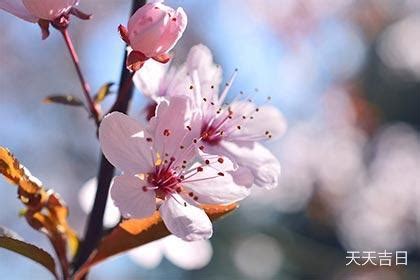 招桃花物品|风水旺桃花运四大妙招 – 什么东西招桃花最厉害